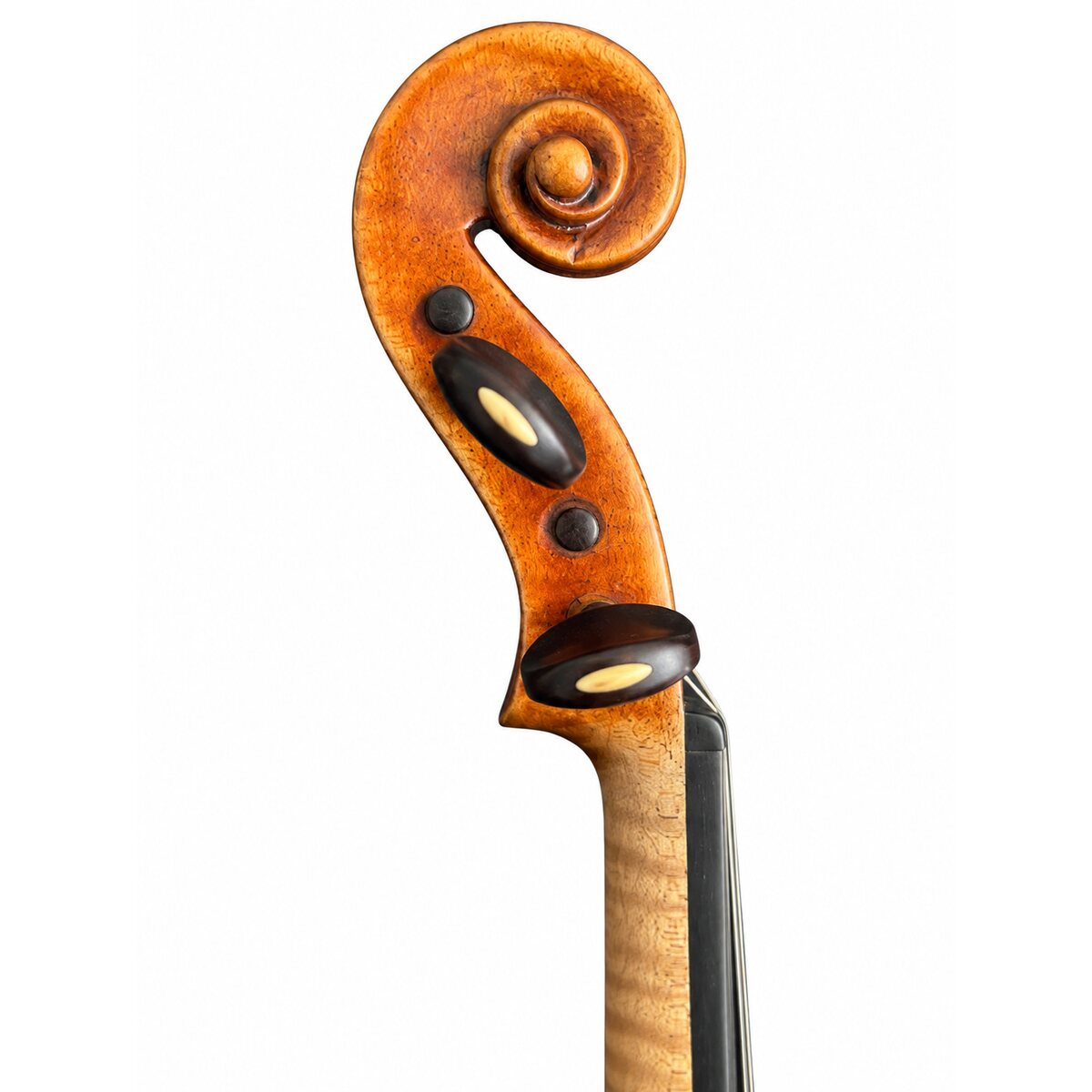 Voluta derecha
