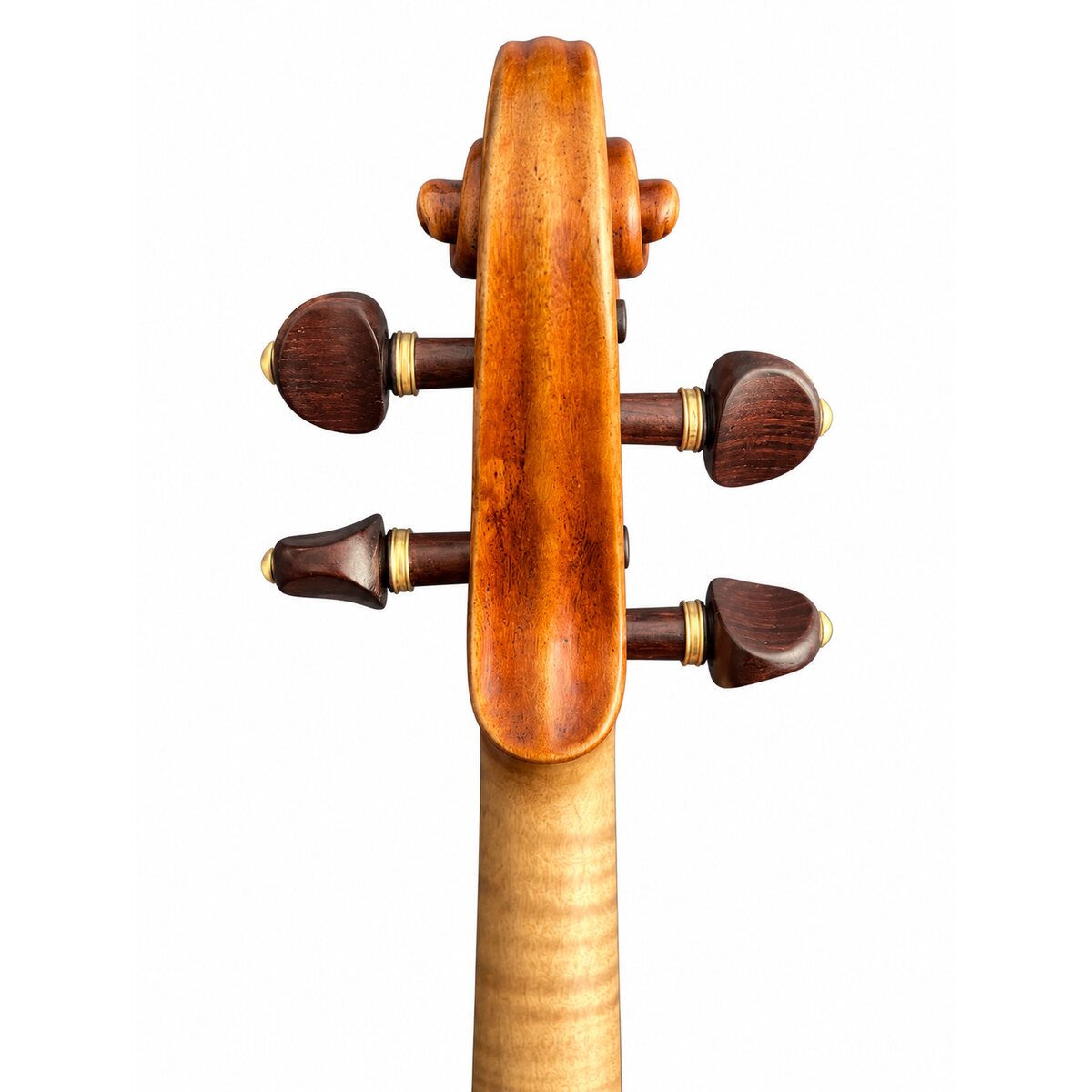Voluta posterior