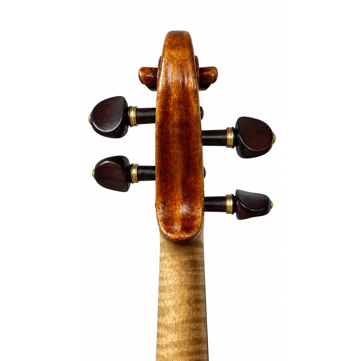 Voluta posterior