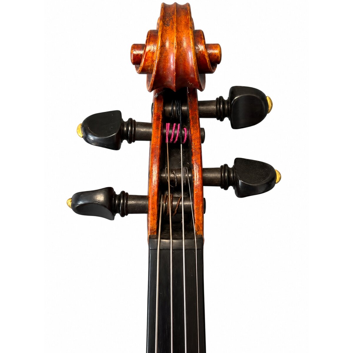 Voluta frontal