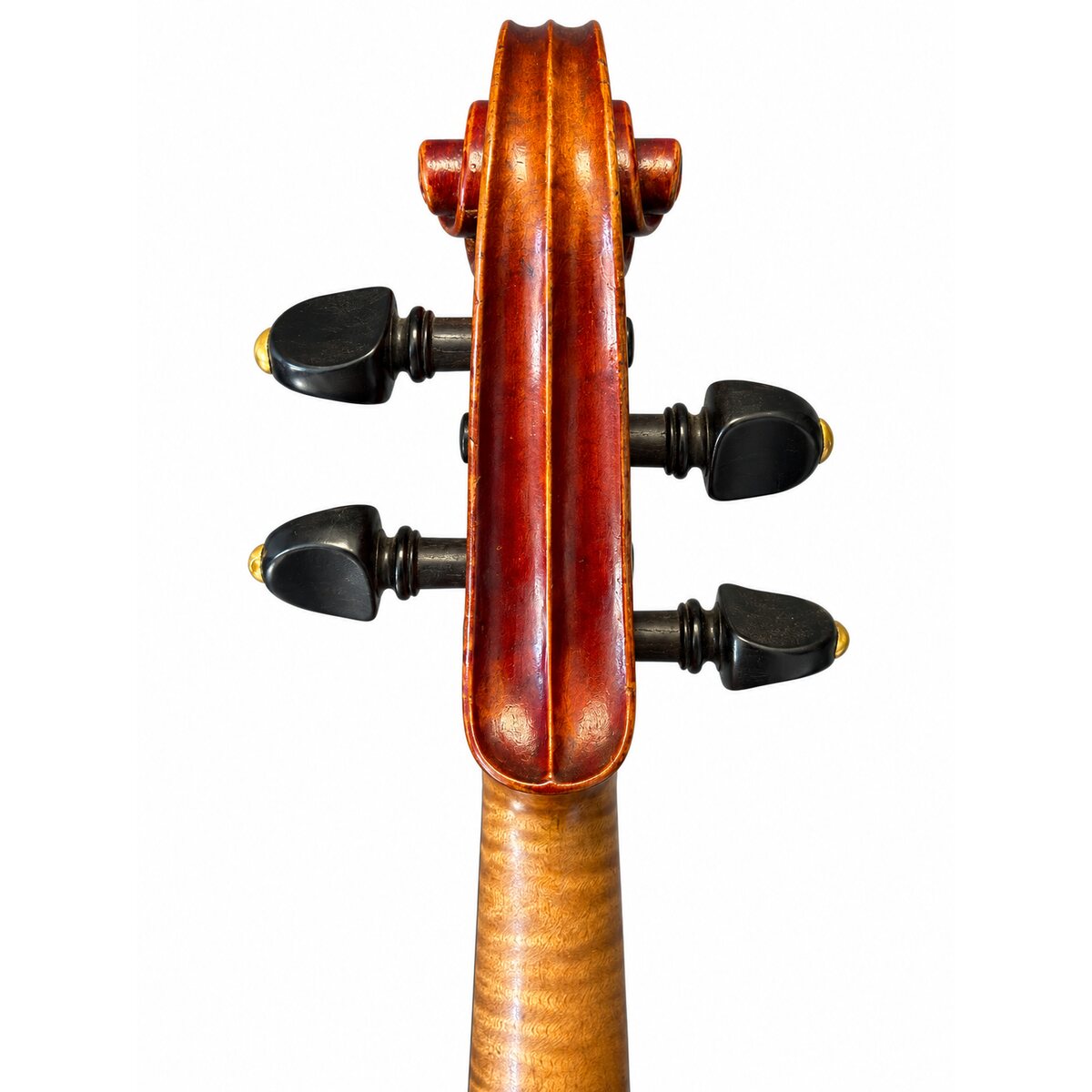 Voluta posterior