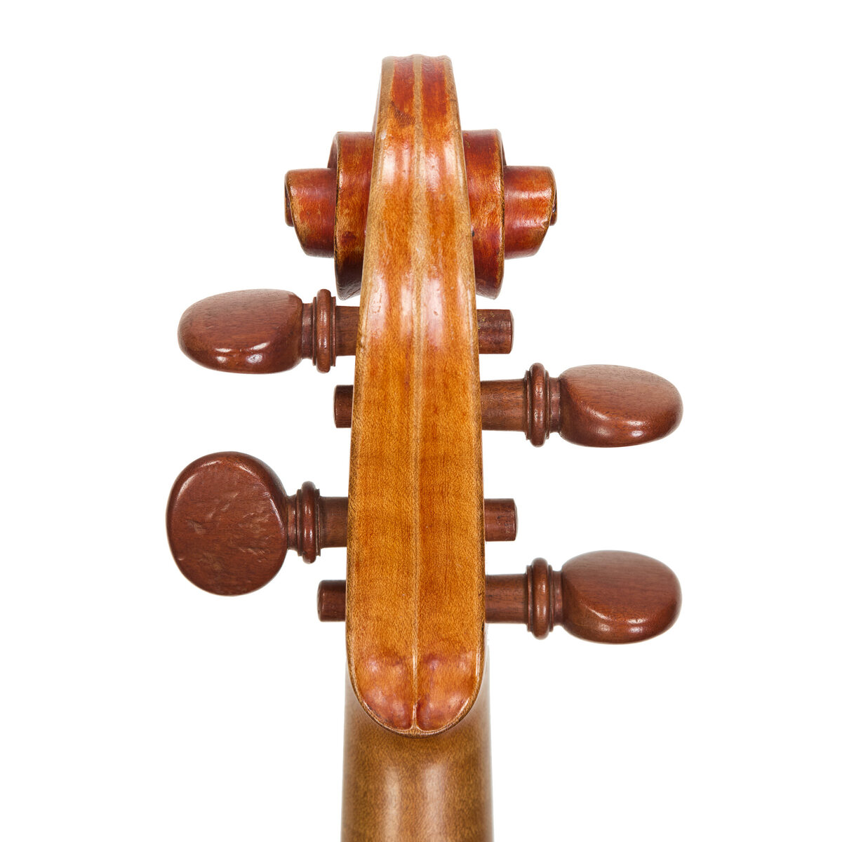 Voluta posterior