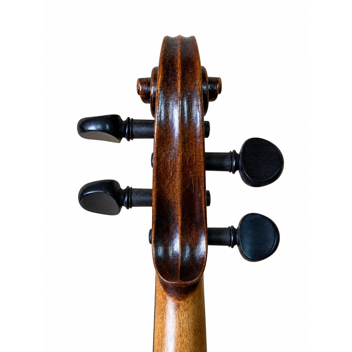 Voluta posterior