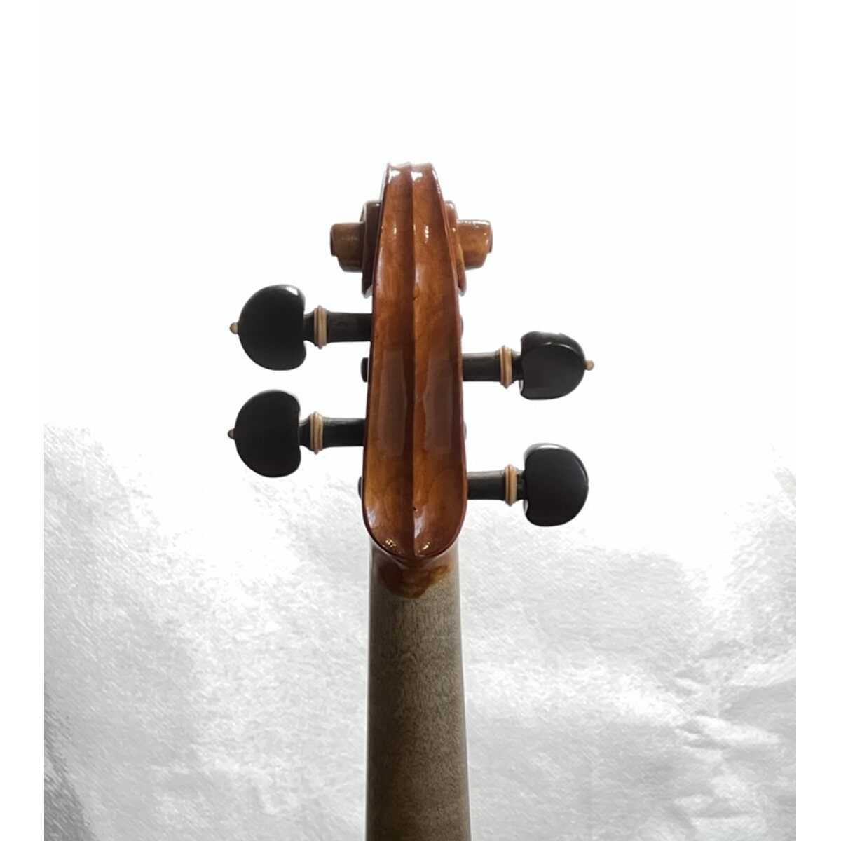 Voluta posterior