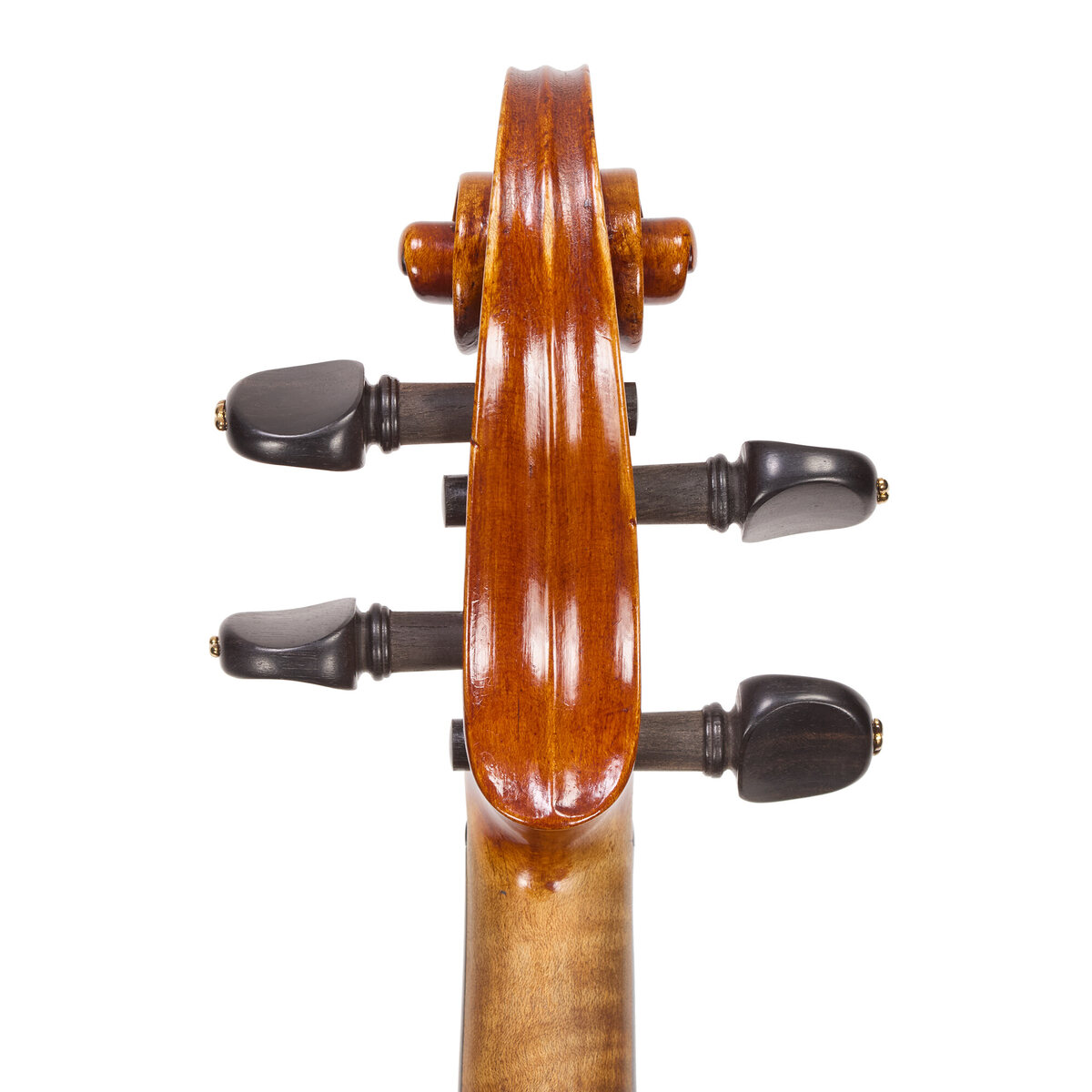 Voluta posterior