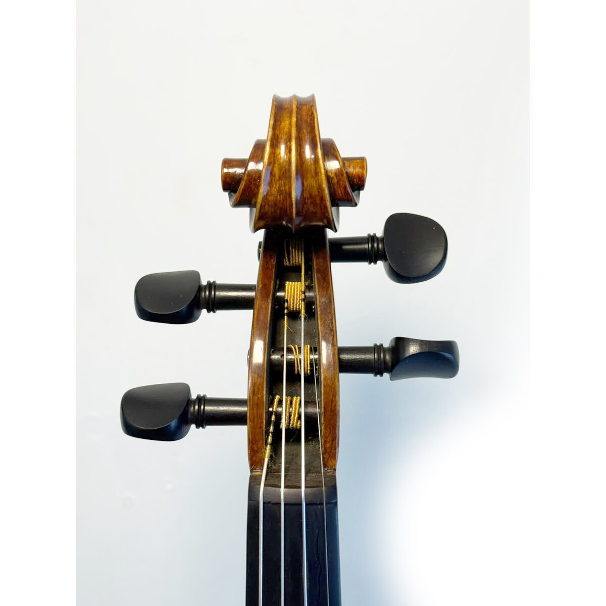 Voluta frontal